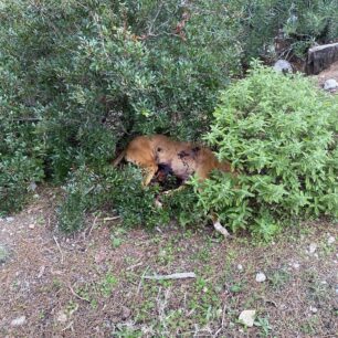 RodosKalythiesPyrovolimenosSkylos28 10 2025 4