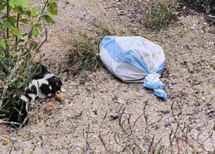 Βάθη Κιλκίς: Πέταξε 9 κουτάβια σε ρέμα και 6 τα έκλεισε σε τσουβάλι (βίντεο)