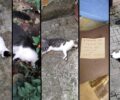 Ξάνθη: Με φόλες δολοφόνησε πολλές γάτες – Είχε αφήσει προειδοποιητικό σημείωμα