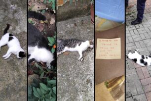 Ξάνθη: Με φόλες δολοφόνησε πολλές γάτες – Είχε αφήσει προειδοποιητικό σημείωμα