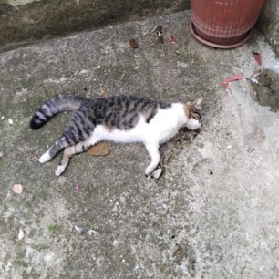 XanthiDilitiriasmenesGates9 10 2025 6