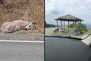 Χορτιάτης Θεσσαλονίκης: Έκκληση για ετοιμοθάνατο σκύλο