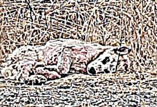 Β. Λιόλου: Δεν έχει εντοπιστεί ο άρρωστος σκύλος στον Χορτιάτη Θεσσαλονίκης