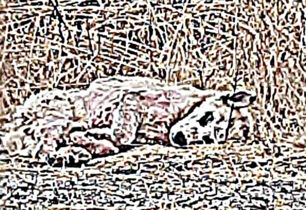 Β. Λιόλου: Δεν έχει εντοπιστεί ο άρρωστος σκύλος στον Χορτιάτη Θεσσαλονίκης