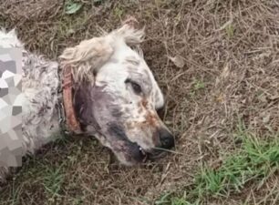 Ζάκυνθος: Βρήκαν στον Αγαλά σκύλο νεκρό πυροβολημένο με κυνηγετικό όπλο (βίντεο)