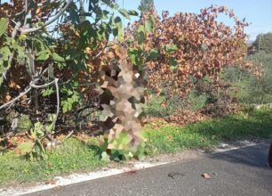 Αετός Μεσσηνίας: Κρέμασε τσακάλι σε δέντρο στην είσοδο του χωριού