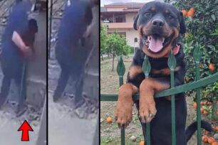 Τι επισημαίνουν φιλοζωικοί φορείς για το Ροτβάιλερ που το σκότωσε αστυνομικός στον Άγιο Φλώρο Μεσσηνίας