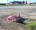 Στράτος Αιτωλοακαρνανίας: Άλογο χτυπημένο από όχημα σφαδάζει παρατημένο στην άκρη του δρόμου - Ποιος θα νοιαστεί;