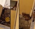 Εγκλωβισμένα αλεπουδάκια σε ακάλυπτο κτιρίων – Το ένα ήδη νεκρό – Ποιος κρύβει που βρίσκονται; (Βίντεο)