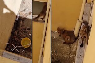 Εγκλωβισμένα αλεπουδάκια σε ακάλυπτο κτιρίων – Το ένα ήδη νεκρό – Ποιος κρύβει που βρίσκονται; (Βίντεο)