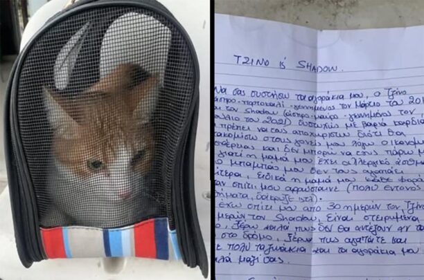 Αθήνα: Εγκατέλειψε τα γατιά της αφήνοντας ως συνήθως ένα δακρύβρεχτο σημείωμα