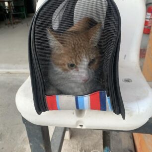 AthinaGataEgkatalipsiSimeioma2 11 2025 3