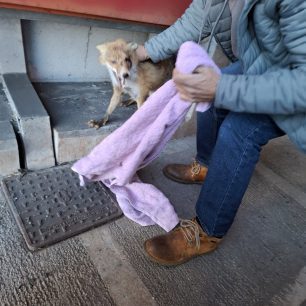 Η Αττική Οδός Α.Ε. ζήτησε από την ΑΝΙΜΑ να σώσει τραυματισμένη αλεπού αλλά ανάγκασε τους διασώστες να πληρώσουν διόδια 4 AttikiOdosDiasosiAlepousANIMA24 11 2025 1