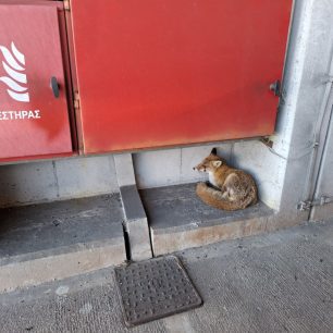 Η Αττική Οδός Α.Ε. ζήτησε από την ΑΝΙΜΑ να σώσει τραυματισμένη αλεπού αλλά ανάγκασε τους διασώστες να πληρώσουν διόδια 3 AttikiOdosDiasosiAlepousANIMA24 11 2025 4