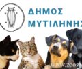 Λέσβος: Ελέγχους σε ιδιοκτήτες σκυλιών & γατιών χωρίς πρόστιμα κάνει Δήμος Μυτιλήνης και Αστυνομία – Γιατί;
