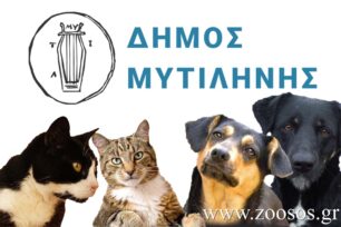 Λέσβος: Ελέγχους σε ιδιοκτήτες σκυλιών & γατιών χωρίς πρόστιμα κάνει Δήμος Μυτιλήνης και Αστυνομία – Γιατί;