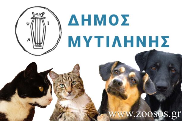 Λέσβος: Ελέγχους σε ιδιοκτήτες σκυλιών & γατιών χωρίς πρόστιμα κάνει Δήμος Μυτιλήνης και Αστυνομία – Γιατί;