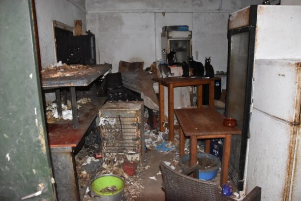 Στη φυλακή οδηγείται ο βασανιστής γατιών στη Δονούσα αν και καταδικάστηκε για πλημμέλημα (βίντεο)