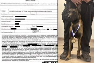 Αιχμές για πολιτικές ευθύνες σχετικά με τη δολοφονία του Echo του εκπαιδευμένου σκύλου της «Anubis Coldcase Κ9 Τeam» στην Πεντέλη Αττικής