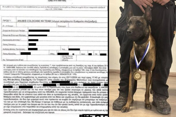 Αιχμές για πολιτικές ευθύνες σχετικά με τη δολοφονία του Echo του εκπαιδευμένου σκύλου της «Anubis Coldcase Κ9 Τeam» στην Πεντέλη Αττικής