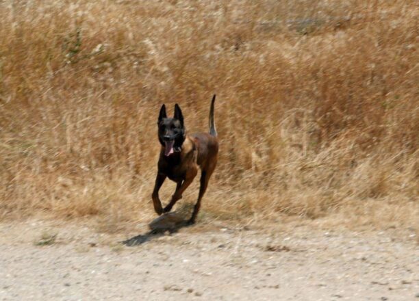 Δολοφονήθηκε με φόλα ο Echo, o εκπαιδευμένος σκύλος που εντόπιζε εξαφανισμένους ανθρώπους