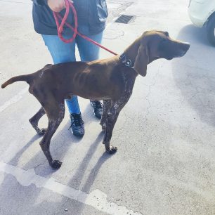 Έσωσε σκελετωμένο σκύλο που βρήκε στην Ευρυτανία χρειάζεται όμως φιλοξενία για να του γίνει θεραπεία (βίντεο) 11 EvrytaniaSkeletomenosSkylos31 10 2025 0