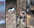 Φάληρο Αττικής: Τη συστηματική δολοφονία γατιών πέριξ του Σ.Ε.Φ. καταγγέλλουν φιλόζωοι – Λιγότερες από 100 αδέσποτες επιβίωσαν από τις 200+