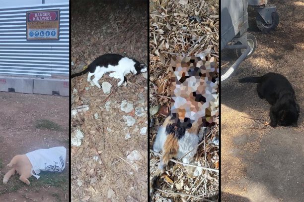 Φάληρο Αττικής: Τη συστηματική δολοφονία γατιών πέριξ του Σ.Ε.Φ. καταγγέλλουν φιλόζωοι – Λιγότερες από 100 αδέσποτες επιβίωσαν από τις 200+