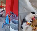 Στηρίζει η διοίκηση του Σ.Ε.Φ. το έργο των φιλοζωικών φορέων και δηλώνει τον σεβασμό της στα αδέσποτα