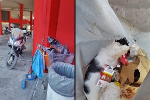 Στηρίζει η διοίκηση του Σ.Ε.Φ. το έργο των φιλοζωικών φορέων και δηλώνει τον σεβασμό της στα αδέσποτα