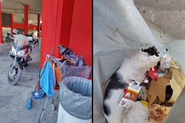 Στηρίζει η διοίκηση του Σ.Ε.Φ. το έργο των φιλοζωικών φορέων και δηλώνει τον σεβασμό της στα αδέσποτα