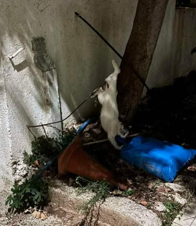 Γέρακας Αττικής: Γάτα βρέθηκε καρφωμένη σε μπετόβεργα 1 GerakasAttikisGataMpetoverga31 10 2025 2