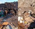 Κάλυμνος: Κατσίκες βόσκουν στα σκουπίδια στη χωματερή (βίντεο)