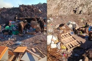Κάλυμνος: Κατσίκες βόσκουν στα σκουπίδια στη χωματερή (βίντεο)