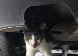 Καρδίτσα: Γάτα παγιδεύτηκε σε όχημα και σερνόταν στην άσφαλτο καθώς το Ι.Χ. κινούταν (βίντεο)