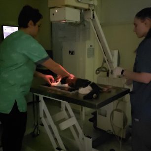Καρδίτσα: Γάτα παγιδεύτηκε σε όχημα και σερνόταν στην άσφαλτο καθώς το Ι.Χ. κινούταν (βίντεο) 16 KarditsaGataIXSernotanAsfaltos22 11 2025 10