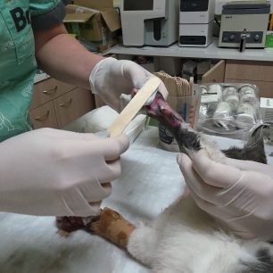 Καρδίτσα: Γάτα παγιδεύτηκε σε όχημα και σερνόταν στην άσφαλτο καθώς το Ι.Χ. κινούταν (βίντεο) 18 KarditsaGataIXSernotanAsfaltos22 11 2025 19