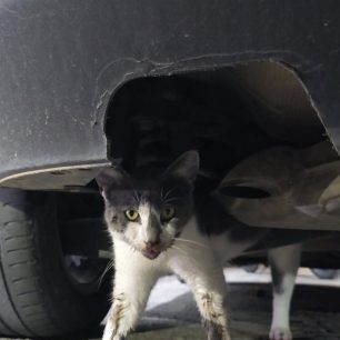 Καρδίτσα: Γάτα παγιδεύτηκε σε όχημα και σερνόταν στην άσφαλτο καθώς το Ι.Χ. κινούταν (βίντεο) 1 KarditsaGataIXSernotanAsfaltos22 11 2025 5