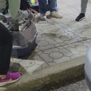 Καρδίτσα: Γάτα παγιδεύτηκε σε όχημα και σερνόταν στην άσφαλτο καθώς το Ι.Χ. κινούταν (βίντεο) 7 KarditsaGataIXSernotanAsfaltos22 11 2025 7