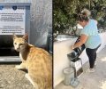 Tο Φιλοζωικό και Οικολογικό Σωματείο Κέας «ΤΕΤΡΑΠΟΔΙΣ» διαψεύδει τα περί εξαφάνισης ταΐστρων για τις αδέσποτες γάτες