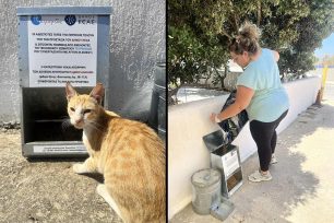 Tο Φιλοζωικό και Οικολογικό Σωματείο Κέας «ΤΕΤΡΑΠΟΔΙΣ» διαψεύδει τα περί εξαφάνισης ταΐστρων για τις αδέσποτες γάτες