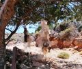 Χανιά: 26-6-2026 η δίκη του 58χρονου άνδρα που κρέμασε και έγδαρε δύο σκυλιά στα Κεραμειά