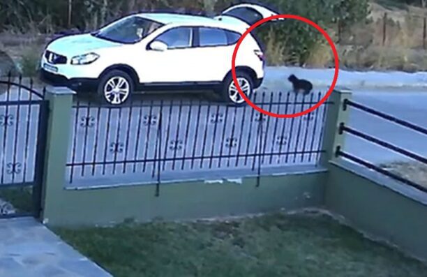 Κουδούνια Δράμας: Εγκατάλειψε σκυλίτσα και τρία κουτάβια πάτησε γκάζι και εξαφανίστηκε (βίντεο)