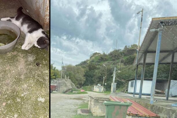 Αχαΐα: Με φόλες εξοντώνει γάτες στο Κρυονέρι Αιγιαλείας μπροστά από τον Ναυτικό Όμιλο