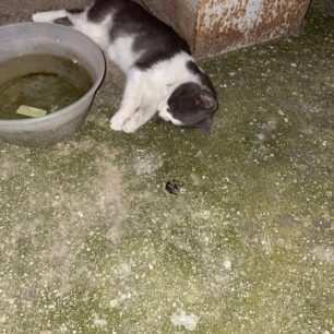 KryoneriAxaiasNekriGata10 2025 1