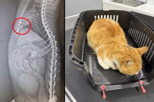 Μαρούσι Αττικής: Γάτα με καρκίνο πυροβολήθηκε δύο φορές με αεροβόλο – Έκκληση για τα έξοδα