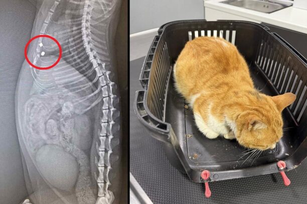 Μαρούσι Αττικής: Γάτα με καρκίνο πυροβολήθηκε δύο φορές με αεροβόλο – Έκκληση για τα έξοδα