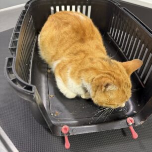 MarousiGataPyrovolimeniAerovolo23 10 2025 1