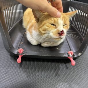 MarousiGataPyrovolimeniAerovolo23 10 2025 2