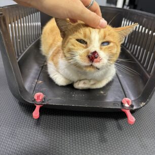 MarousiGataPyrovolimeniAerovolo23 10 2025 3